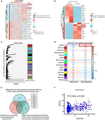 ZNF24 regulates the progression of KRAS mutant lung adenocarcinoma by promoting SLC7A5 translation